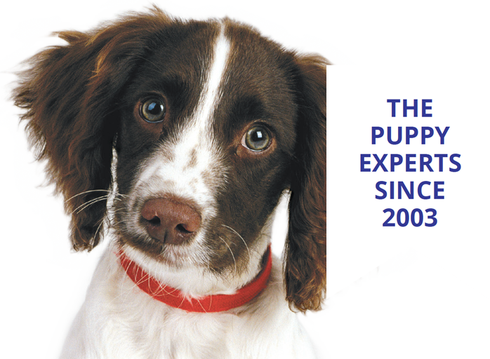 Cute spaniel puppy with red collar